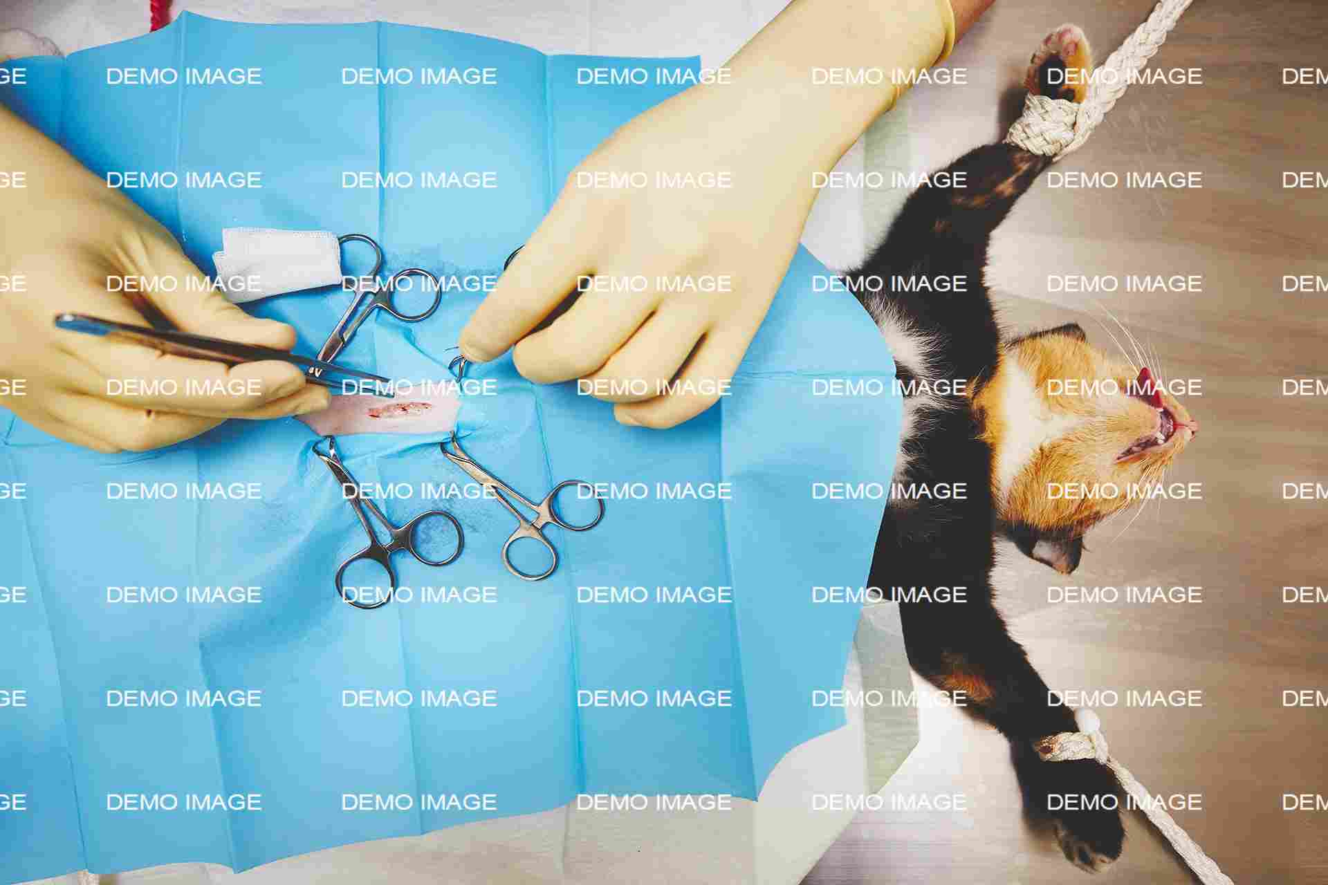 General Surgery