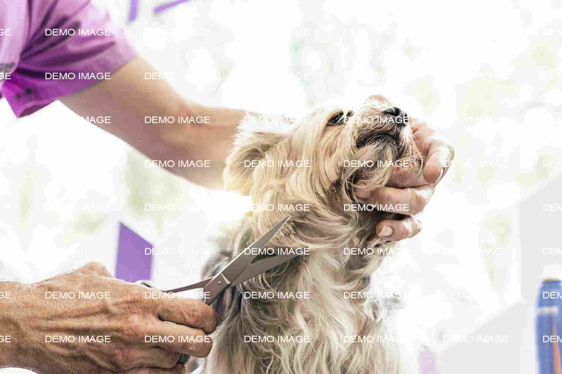 Pet Grooming