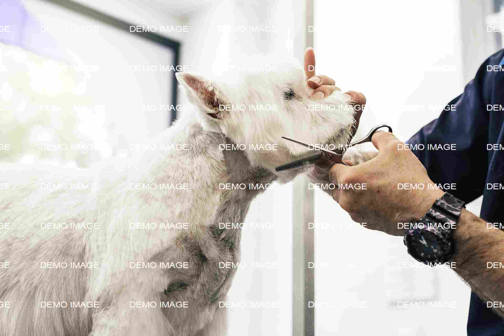 Pet Grooming