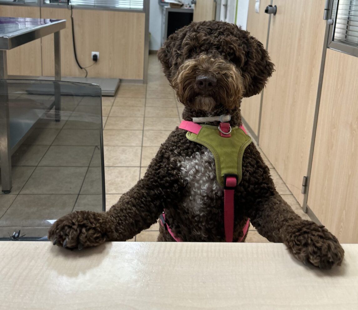 ¿Qué es una visita Fear Free? Cuando tu bicho no teme venir a las visitas veterinarias
