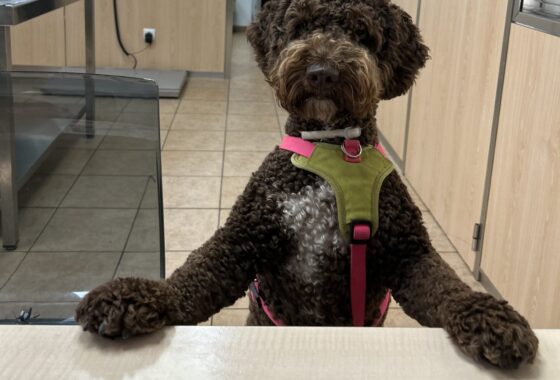¿Qué es una visita Fear Free? Cuando tu bicho no teme venir a las visitas veterinarias