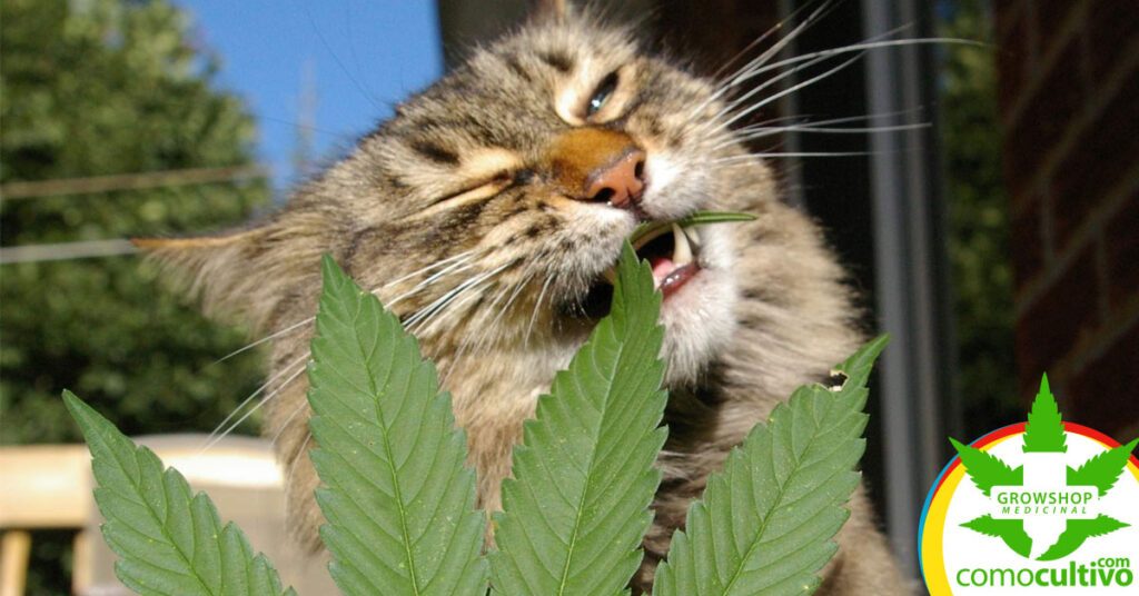 Intoxicación por Marihuana (Cannabinoides) en perros y gatos