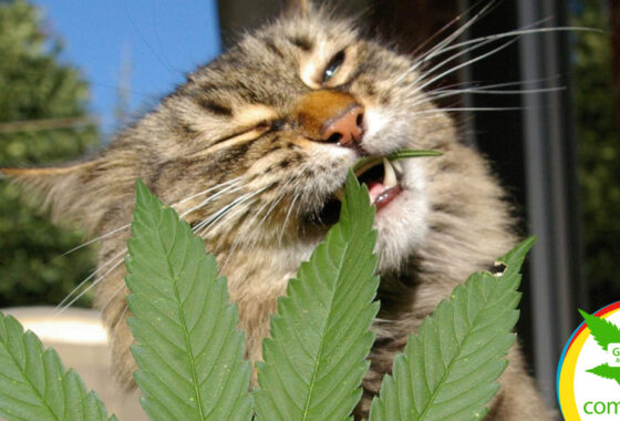 Intoxicación por Marihuana (Cannabinoides) en perros y gatos